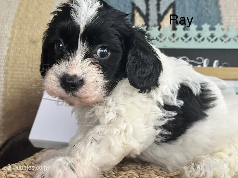 Ray – Cavapoo puppy for sale in Fredericktown, MO