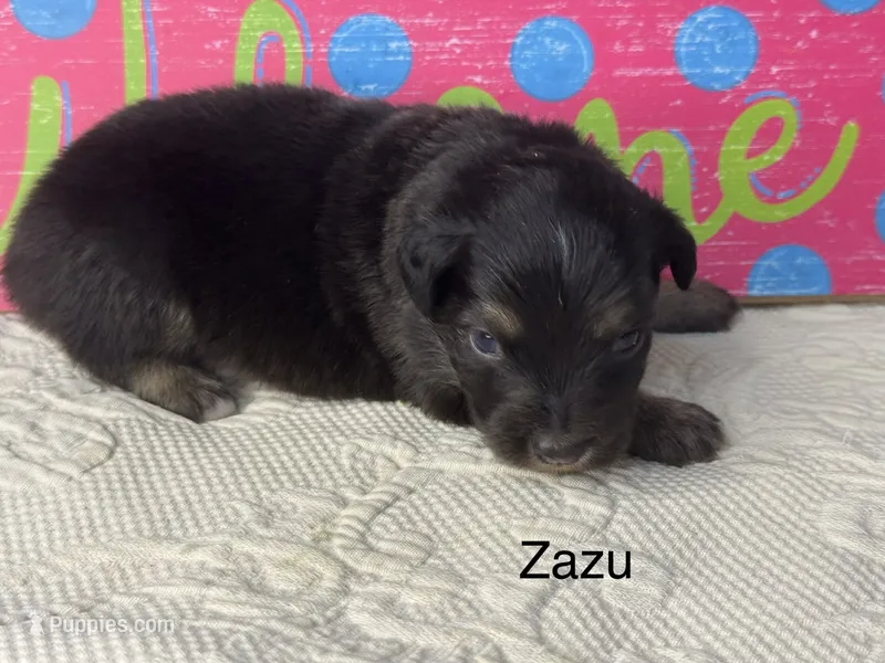 Zazu – Miniature Australian Shepherd puppy for sale in Fredericktown, MO