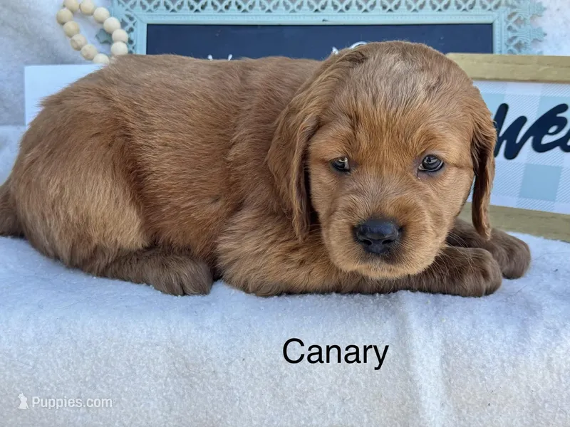 Canary – Golden Retriever puppy for sale in Fredericktown, MO
