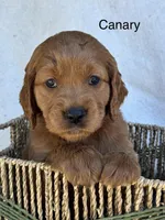 Canary, a female Golden Retriever for sale in Fredericktown, MO – 2 of 2