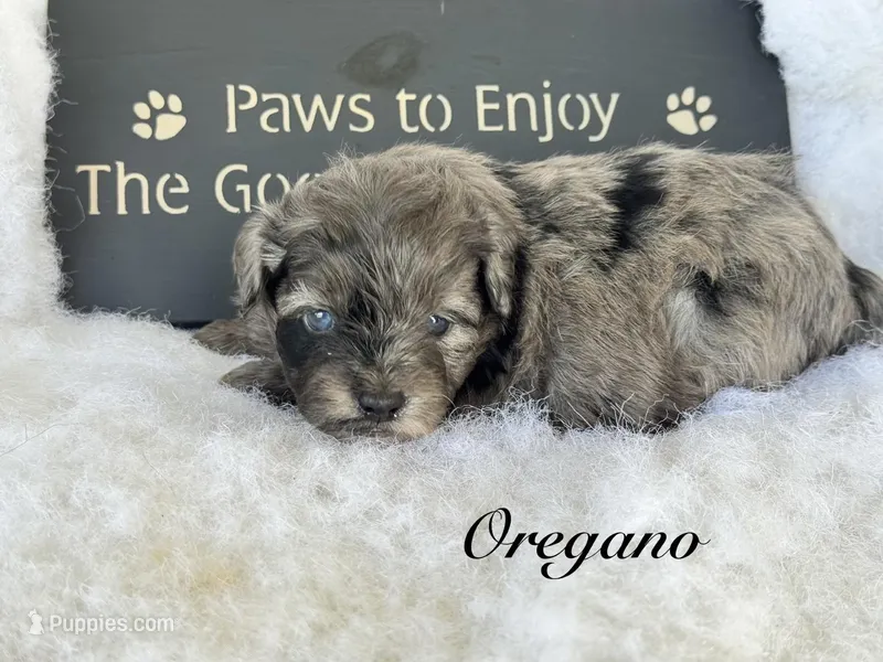 Oregano "toy" – Aussiedoodle puppy for sale in Fredericktown, MO