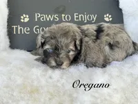 Oregano "toy", a male Aussiedoodle and Miniature Aussiedoodle for sale in Fredericktown, MO – Photo 1 of 2