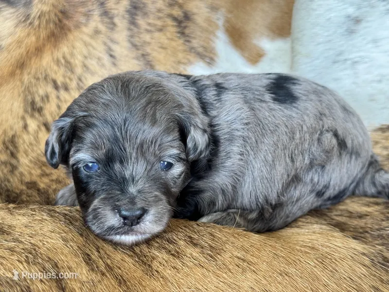Oregano "toy" – Aussiedoodle puppy for sale in Fredericktown, MO