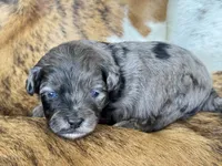 Oregano "toy", a male Aussiedoodle and Miniature Aussiedoodle for sale in Fredericktown, MO – Photo 2 of 2