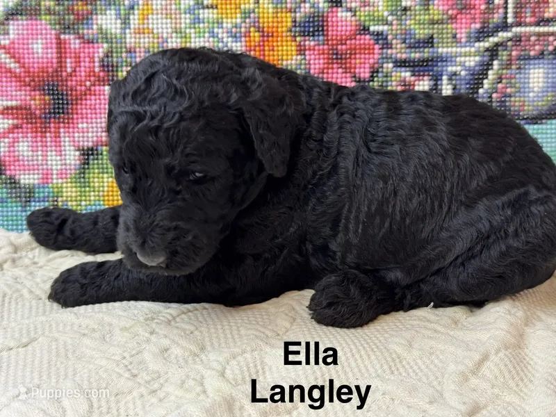 Ella Landley – Poodle - Standard  puppy for sale in Fredericktown, MO