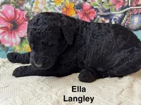 Ella Landley, a female Poodle - Standard  for sale in Fredericktown, MO – 1 of 1