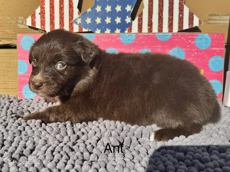 Ant – Australian Shepherd puppy for sale in Fredericktown, MO