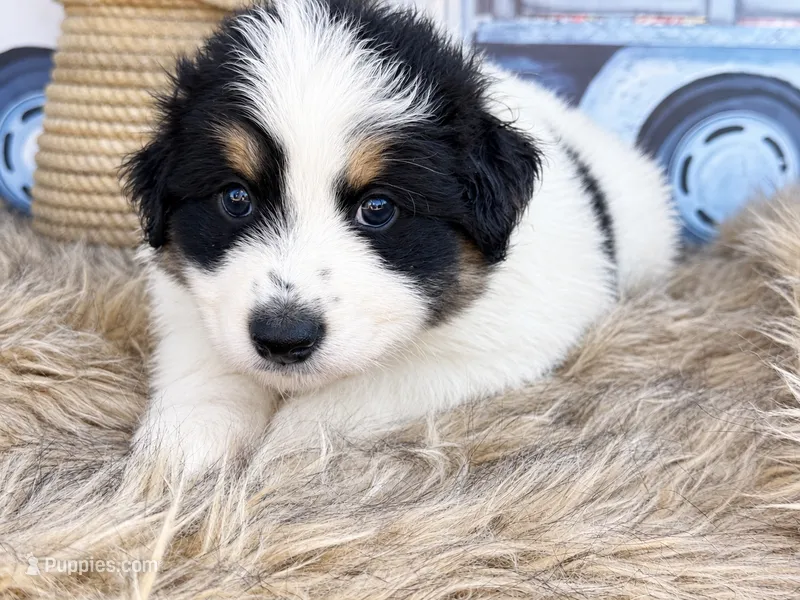 Woody – Miniature Australian Shepherd puppy for sale in Fredericktown, MO