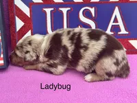 LadyBug, a female Australian Shepherd for sale in Fredericktown, MO – 1 of 2