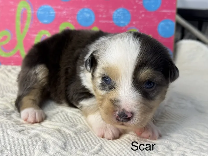 Scar – Miniature Australian Shepherd puppy for sale in Fredericktown, MO