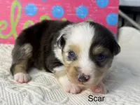 Scar, a male Miniature Australian Shepherd for sale in Fredericktown, MO – 1 of 1