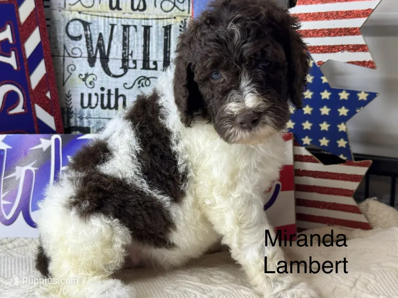 Miranda Lambert – Poodle - Standard  puppy for sale in Fredericktown, MO