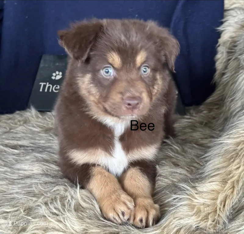Bee – Australian Shepherd puppy on hold in Fredericktown, MO