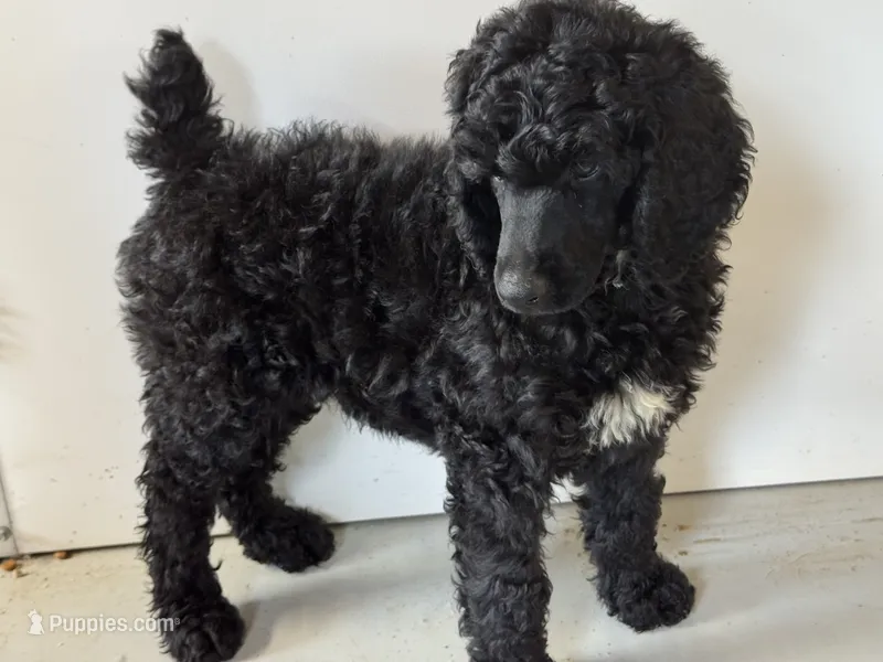 Tim McGraw – Poodle - Standard  puppy for sale in Fredericktown, MO