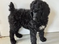 Tim McGraw, a male Poodle - Standard  for sale in Fredericktown, MO – 1 of 1