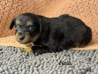 Nala, a female Miniature Australian Shepherd for sale in Fredericktown, MO – 2 of 3