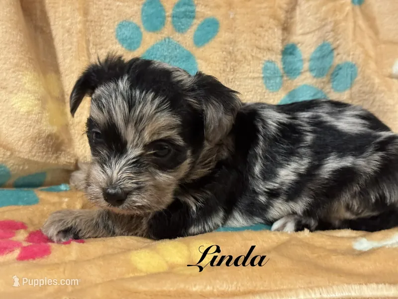 Linda – Yorkipoo puppy for sale in Fredericktown, MO