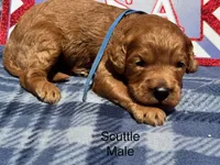 Scuttle, a male Goldendoodle for sale in Fredericktown, MO – 1 of 1