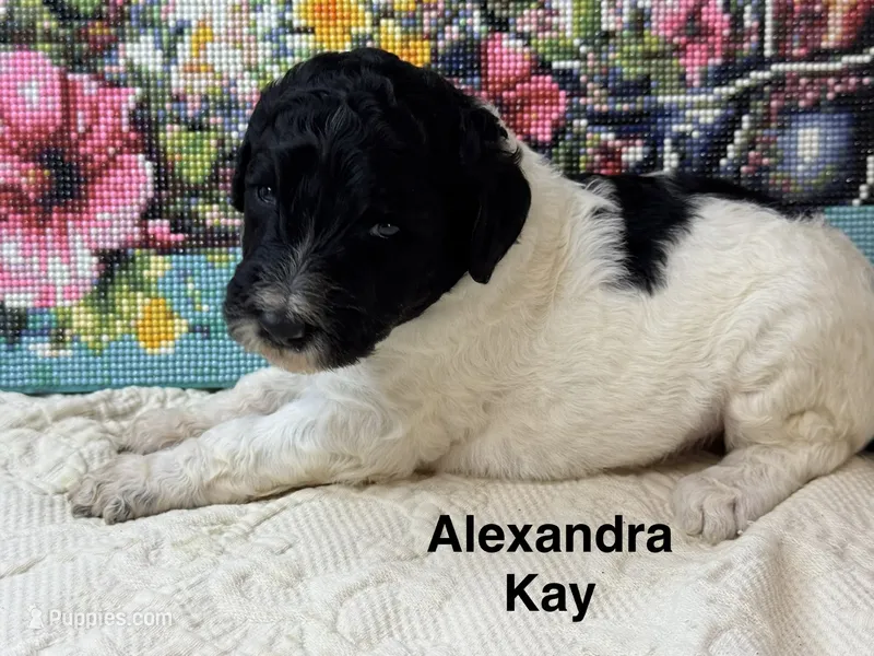 Alexandra Kay – Poodle - Standard  puppy for sale in Fredericktown, MO
