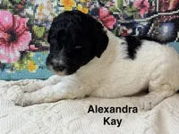 Alexandra Kay, a female Poodle - Standard  for sale in Fredericktown, MO – 1 of 1