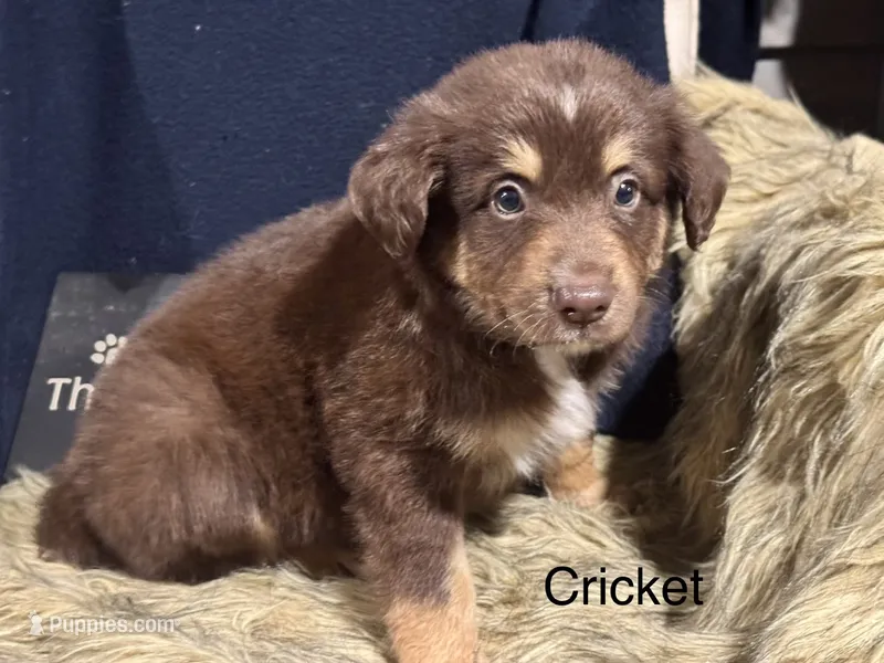Cricket – Australian Shepherd puppy for sale in Fredericktown, MO