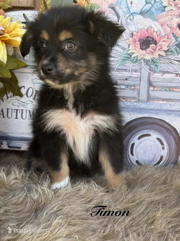 Timon – Miniature Australian Shepherd puppy for sale in Fredericktown, MO