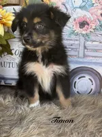 Timon, a male Miniature Australian Shepherd for sale in Fredericktown, MO – 1 of 3