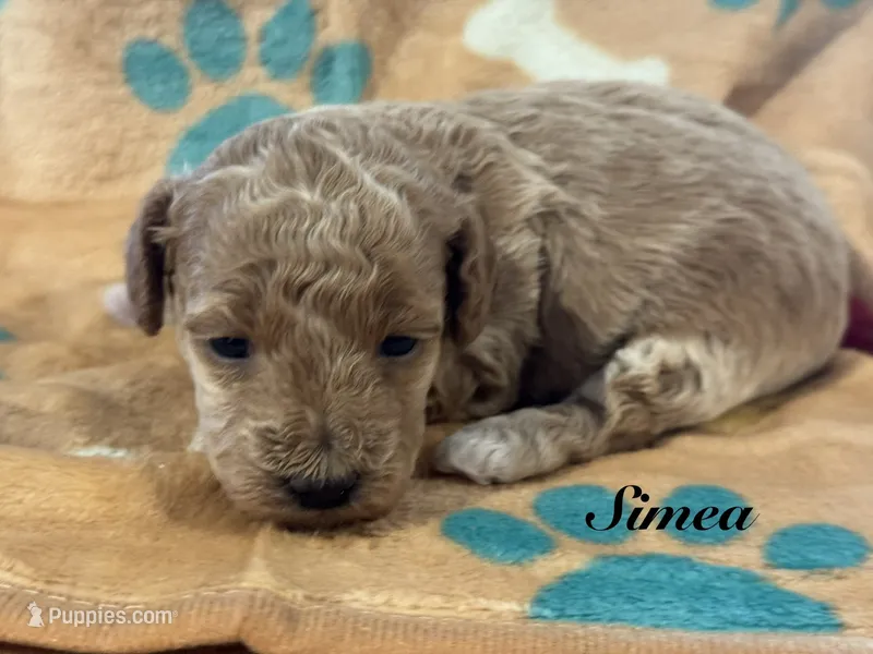 Simea – Poodle - Toy  puppy for sale in Fredericktown, MO