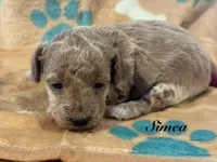 Simea, a female Poodle - Toy  for sale in Fredericktown, MO – 1 of 1