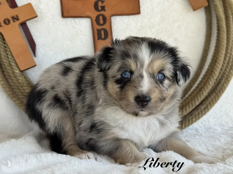 Liberty – Miniature Australian Shepherd puppy for sale in Fredericktown, MO