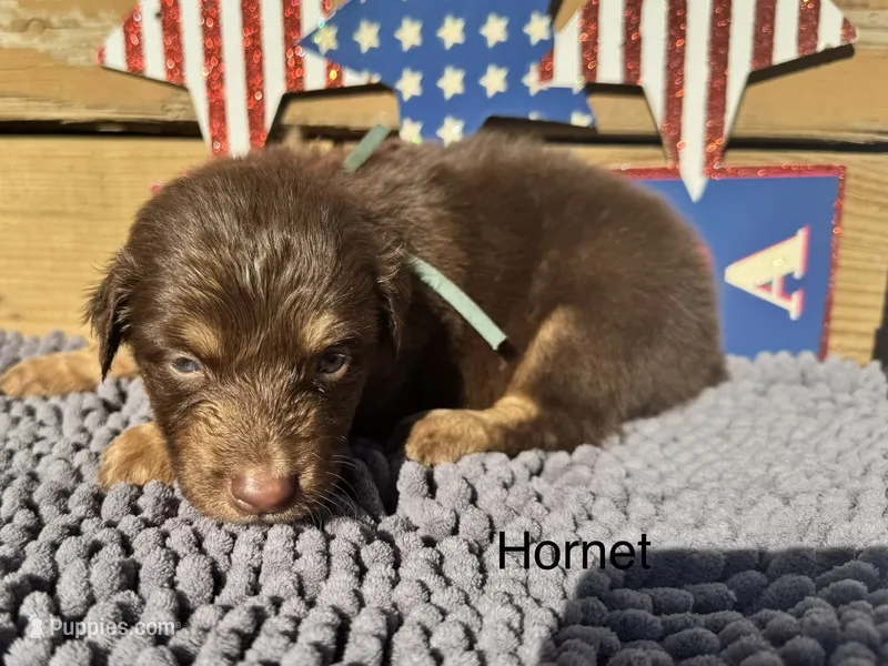 Hornet – Australian Shepherd puppy for sale in Fredericktown, MO