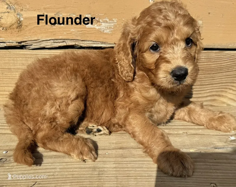 Flounder – Goldendoodle puppy for sale in Fredericktown, MO