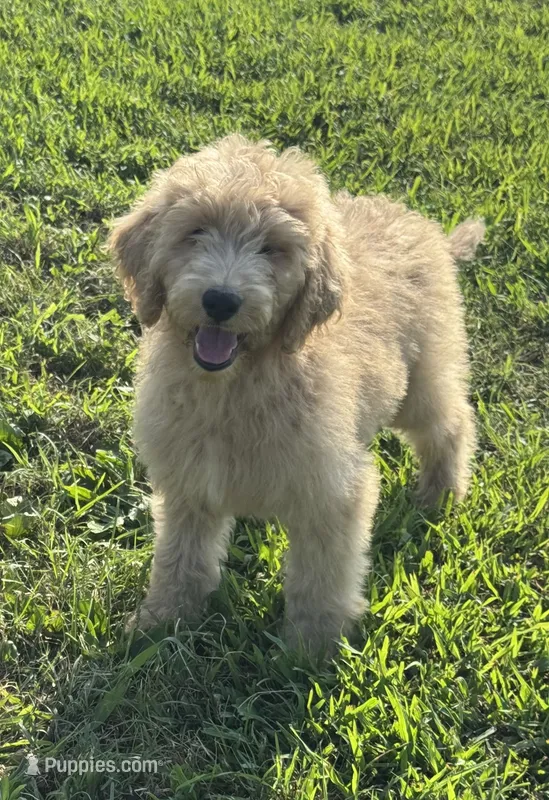 Pearl – Goldendoodle puppy for sale in Fredericktown, MO