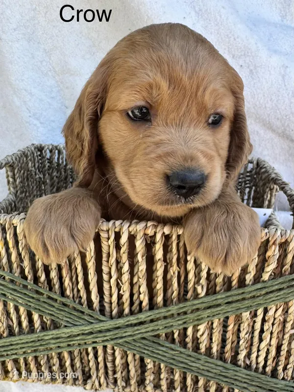 Crow – Golden Retriever puppy for sale in Fredericktown, MO