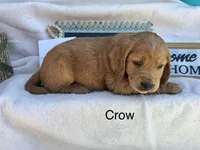 Crow, a male Golden Retriever for sale in Fredericktown, MO – 2 of 2