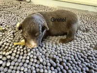 Gretel, a female Miniature Australian Shepherd for sale in Fredericktown, MO – 1 of 1