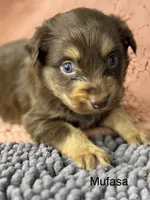 Mufasa, a male Miniature Australian Shepherd for sale in Fredericktown, MO – 2 of 3