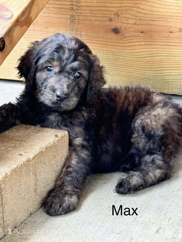 Max – Goldendoodle puppy for sale in Fredericktown, MO