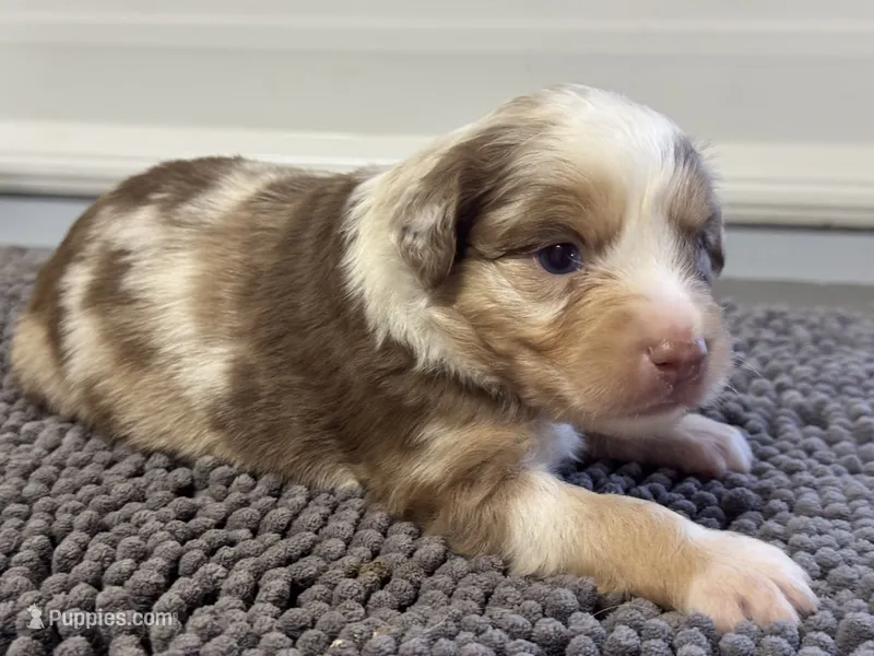 Hansel – Miniature Australian Shepherd puppy for sale in Fredericktown, MO
