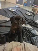 Maximus, a male Cane Corso for sale in Montgomery, TX – 5 of 6