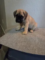 Diesel, a male Cane Corso for sale in Montgomery, TX – 4 of 6