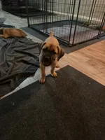 Athena , a female Cane Corso for sale in Montgomery, TX – 3 of 5