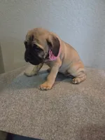 Selene, a female Cane Corso for sale in Montgomery, TX – 3 of 5