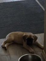 Diesel, a male Cane Corso for sale in Montgomery, TX – 5 of 6