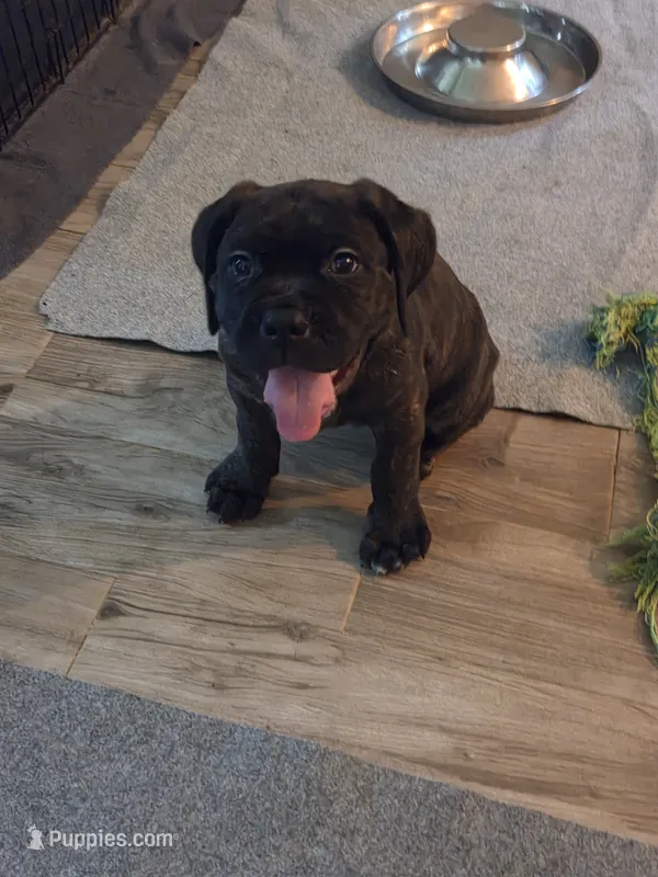 Maximus – Cane Corso puppy for sale in Montgomery, TX