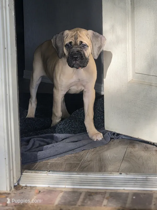 Selene – Cane Corso puppy for sale in Montgomery, TX