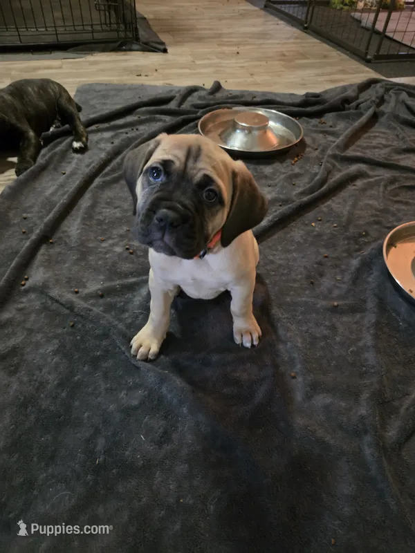 Selene – Cane Corso puppy for sale in Montgomery, TX
