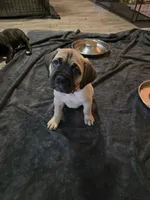 Selene, a female Cane Corso for sale in Montgomery, TX – 1 of 5