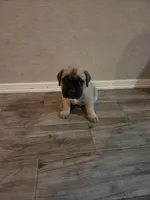 Diesel, a male Cane Corso for sale in Montgomery, TX – 3 of 6