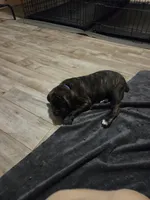 Maximus, a male Cane Corso for sale in Montgomery, TX – 3 of 6